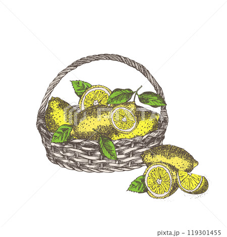 Wicker basket with lemons. Hand drawn sketch citrus fruit, retro rustic style. Idea for farmers market flyers, banner, advertising. Colored vintage vector illustration. Isolated on white background. 119301455