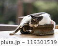 雲仙温泉街でくつろぐ猫 119301539