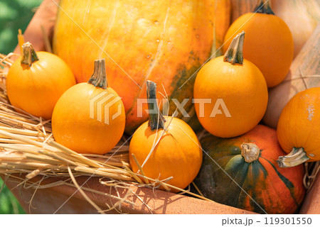 ハロウィン・イベント イメージ ハロウィン・イベント イメージ 119301550