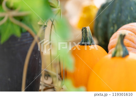 ハロウィン・イベント イメージ ハロウィン・イベント イメージ 119301610