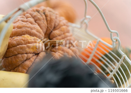 ハロウィン・イベント イメージ ハロウィン・イベント イメージ 119301666