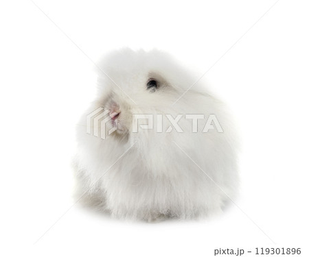 young Lionhead rabbit 119301896