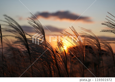 生石高原の日暮れと風に揺れるすすき【10月】 119301972