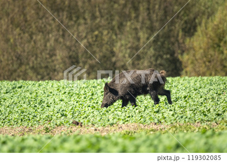 A wild boar eating crops in a field, eastern Poland 119302085