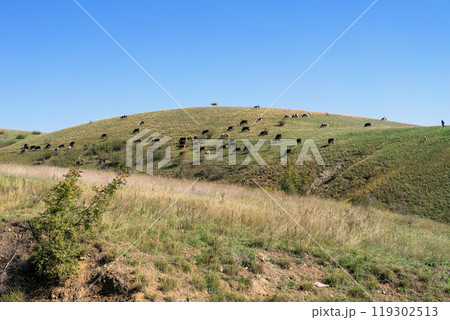 Cattle grazing peacefully on a sunlit hillside under clear blue sky, bright autumn afternoon 119302513