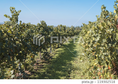 Lush vineyard rows under clear blue sky, sunny day in a rural landscape 119302518