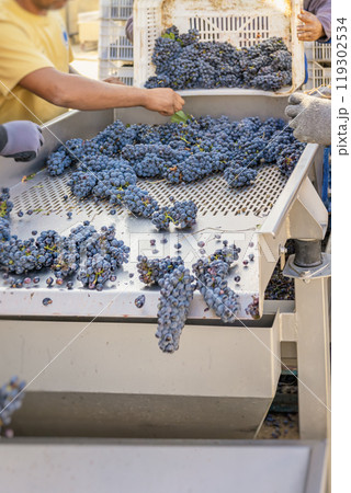Workers sorting fresh harvested grapes at a vineyard during the autumn harvest season in sunny outdoor setting Workers sorting fresh harvested grapes at a vineyard during the autumn harvest season in sunny outdoor setting 119302534