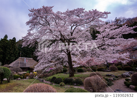 埼玉県で唯一の村、東秩父村の道の駅にある桜と茅葺の建物 埼玉県で唯一の村、東秩父村の道の駅にある桜と茅葺の建物 119302632
