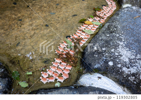 石切劔箭神社上之社の御礼池(御礼亀を奉納)(2024年9月撮影) 石切劔箭神社上之社の御礼池(御礼亀を奉納)(2024年9月撮影) 119302805