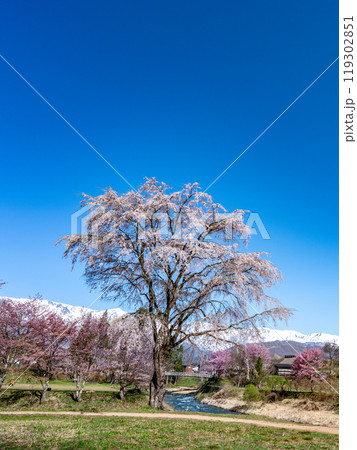 長野県白馬村、大出の吊り橋と桜と冠雪したアルプスの風景 119302851