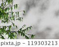 3d render illustration A tree with green leaves is casting a shadow on a white wall 119303213