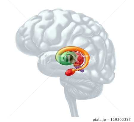Basal Ganglia Basal Ganglia 119303357