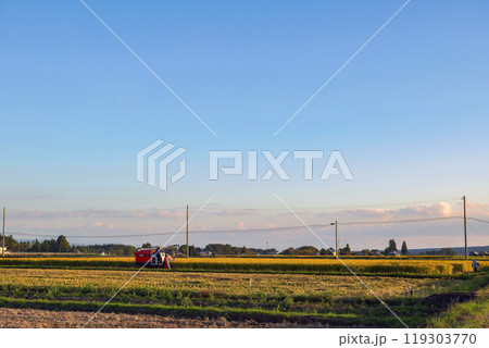 実りの秋の稲刈りをした田んぼの稲 119303770
