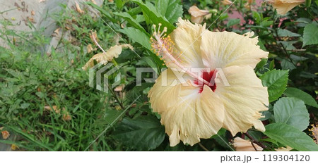 Vibrant deep pink petals at centre of peony flower 119304120