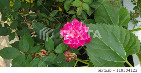 Vibrant deep pink petals at centre of peony flower 119304122
