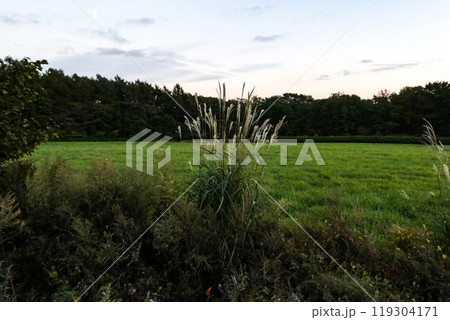 岩手県高原の牧草と芒と昼の月 岩手県高原の牧草と芒と昼の月 119304171