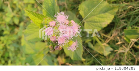 Closeup of cream colored, round flower head with many tiny flowers on a green leafy background. Mountain ash plant in bloom with white colored flowers 119304205