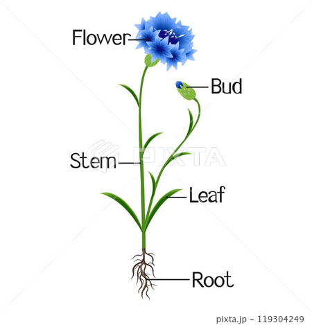 The illustration shows a part of the plant of blue cornflower. The illustration shows a part of the plant of blue cornflower. 119304249