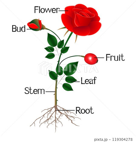 The illustration shows part of the rose plant. 119304278