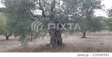 Olive tree garden. Vourvourou village, Diaporos island. North Greece, Central Macedonia, Chalkidiki peninsula 119304391
