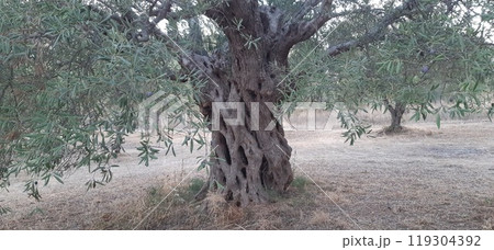 Olive tree garden. Vourvourou village, Diaporos island. North Greece, Central Macedonia, Chalkidiki peninsula Olive tree garden. Vourvourou village, Diaporos island. North Greece, Central Macedonia, Chalkidiki peninsula 119304392