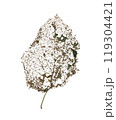 Dead Leaf skeleton after caterpillar infestation. Isolated sheet, illustration format jpg, jpeg 119304421