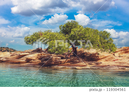Pine tree on a rocky shore on a sunny day 119304561