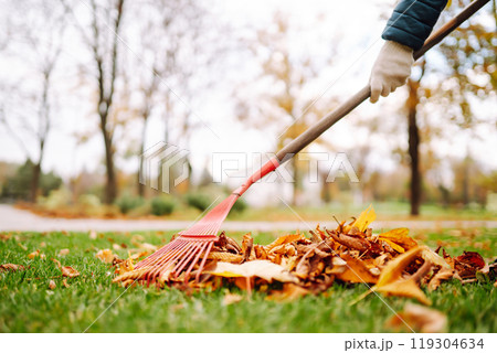 Rake with fallen leaves in autumn. Man cleans the autumn park from yellow leaves. Volunteering. Rake with fallen leaves in autumn. Man cleans the autumn park from yellow leaves. Volunteering. 119304634