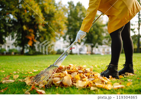 Raking fallen leaves from the lawn. Using a metal fan rake to clean the lawn from fallen leaves. 119304865