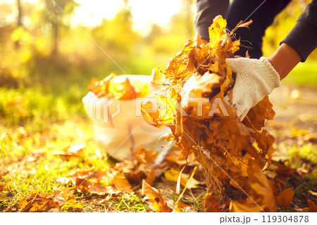Young boy cleans fallen leaves. Concept of purity. autumn leaves. Outdoor. Gloves on his hands. 119304878
