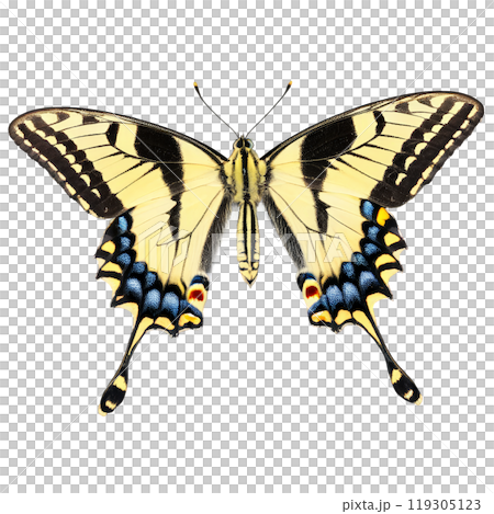 Scarce swallowtail butterfly Iphiclides podalirius pale yellow wings with black tiger stripes long swallowtails delicate 119305123