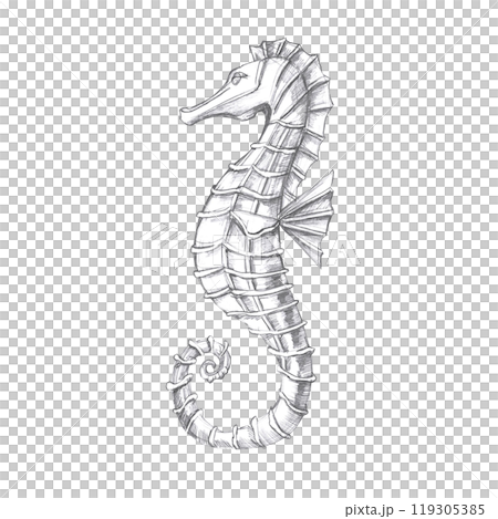Hand drawn seahorse graphic in pencil. Isolated illustration in realistic style of sea creature for design of fish restaurants, menu, textile, posters 119305385