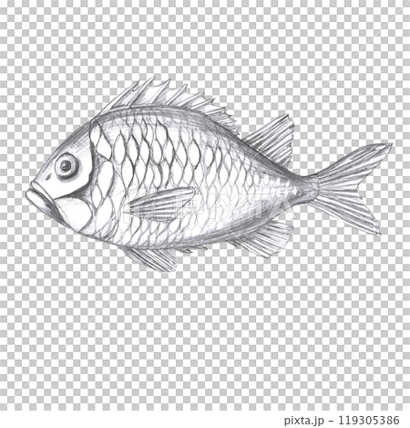 Sea bass painted in watercolor. Isolated fish illustration in realistic style for restaurant design, menu, textile, posters, tableware, holiday decoration 119305386