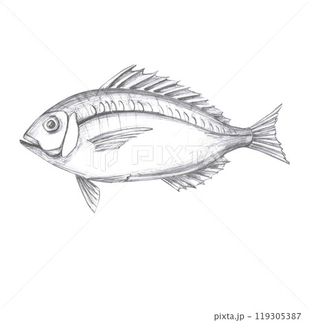 Fish hand drawn in pencil. Isolated illustration in realistic style of sea vertebrate for design of fish restaurants, menu, textile, posters 119305387