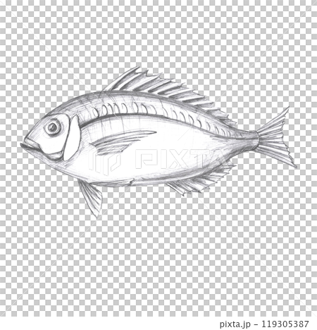 Fish hand drawn in pencil. Isolated illustration in realistic style of sea vertebrate for design of fish restaurants, menu, textile, posters 119305387