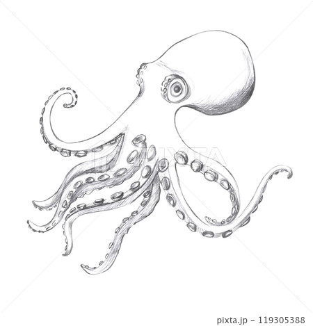 Octopus hand drawn in pencil. Isolated illustration in realistic style of sea animal for design of fish restaurants, menu, textile, posters Octopus hand drawn in pencil. Isolated illustration in realistic style of sea animal for design of fish restaurants, menu, textile, posters 119305388