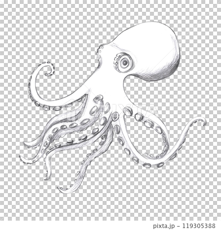 Octopus hand drawn in pencil. Isolated illustration in realistic style of sea animal for design of fish restaurants, menu, textile, posters 119305388