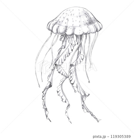 Jellyfish hand drawn in pencil. Isolated illustration in realistic style of sea animal for restaurant design, menu, textile, posters 119305389