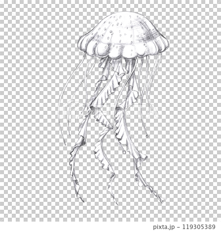 Jellyfish hand drawn in pencil. Isolated illustration in realistic style of sea animal for restaurant design, menu, textile, posters 119305389