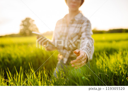 Woman owner of a wheat farm checks quality of wheat through an application on digital tablet. 119305520