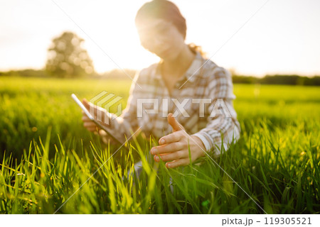 Woman owner of a wheat farm checks quality of wheat through an application on digital tablet. 119305521