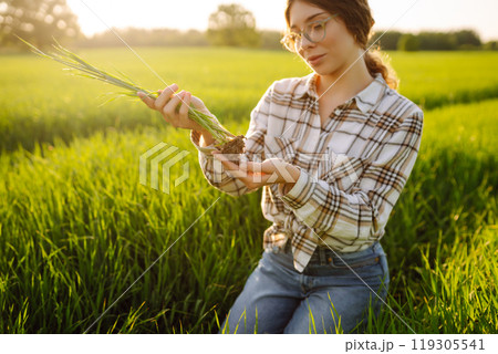 Close-up of a young woman farmer in glasses holding young sprout in her hands on green wheat field. Close-up of a young woman farmer in glasses holding young sprout in her hands on green wheat field. 119305541