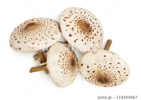 Parasol mushroom or Macrolepiota procera isolated on white background 119305667