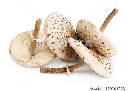 Parasol mushroom or Macrolepiota procera isolated on white background Parasol mushroom or Macrolepiota procera isolated on white background 119305668