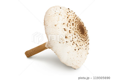 Parasol mushroom or Macrolepiota procera isolated on white background Parasol mushroom or Macrolepiota procera isolated on white background 119305690