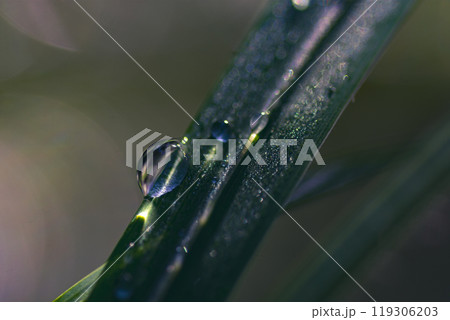A drop of water on a sedge 119306203