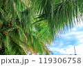 View of the crown of a coconut tree with coconut fruits against a blue sky. Sanya, China 119306758
