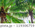 View of the crown of a coconut tree with coconut fruits against a blue sky. Sanya, China 119306759