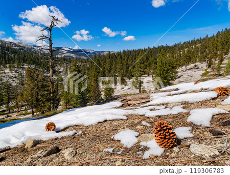 Sunny view of the landscape at Yosemite National Park Sunny view of the landscape at Yosemite National Park 119306783