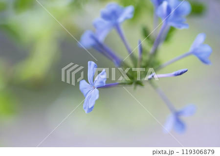 暑い夏に涼しげな花を咲かせるルリマツリ 暑い夏に涼しげな花を咲かせるルリマツリ 119306879